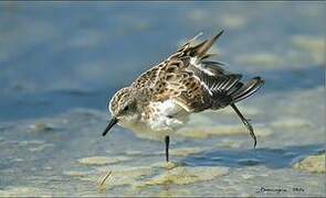 Little Stint