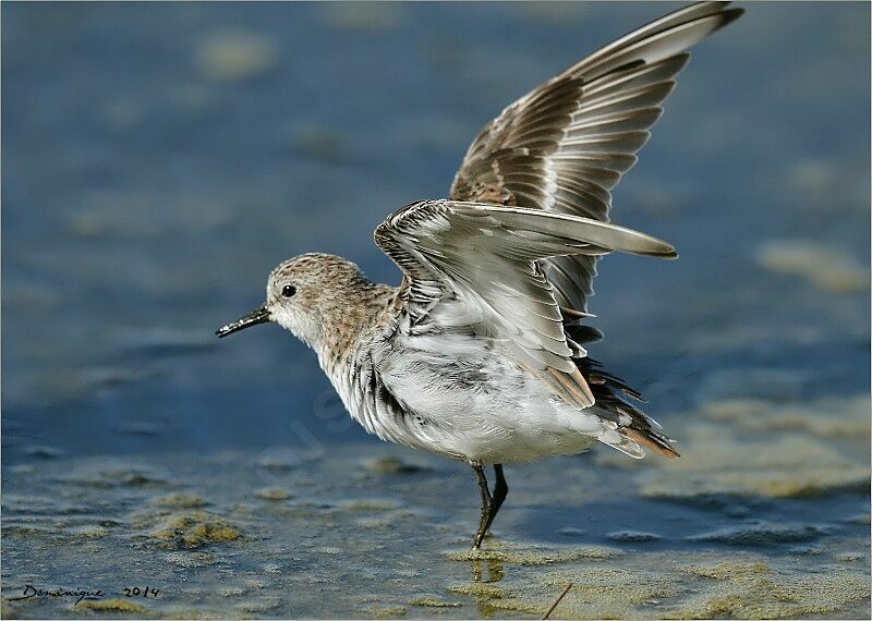 Little Stint