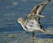 Little Stint