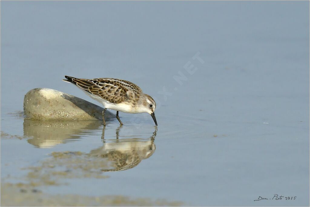 Little Stint