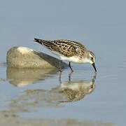 Little Stint