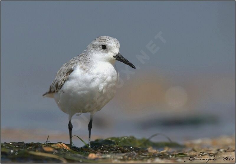 Sanderling