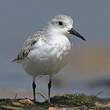 Bécasseau sanderling