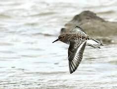 Sanderling