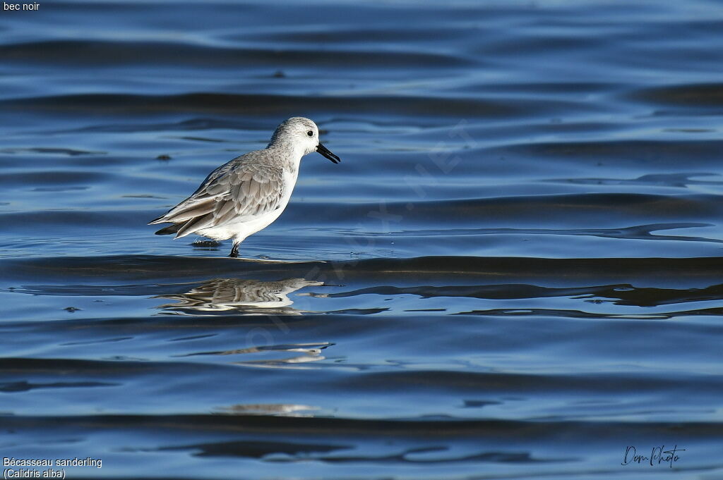 Sanderling