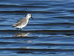 Bécasseau sanderling