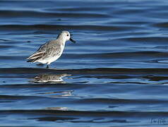 Sanderling