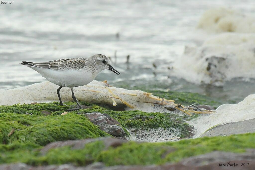 Semipalmated Sandpiper