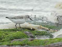 Semipalmated Sandpiper