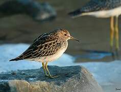 Pectoral Sandpiper