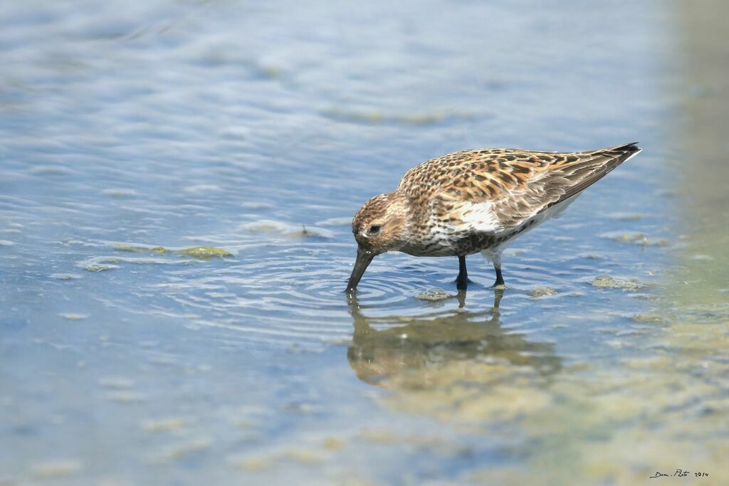 Dunlin