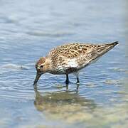 Dunlin