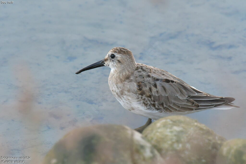 Bécasseau variable