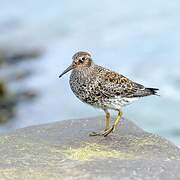 Purple Sandpiper