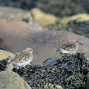 Purple Sandpiper