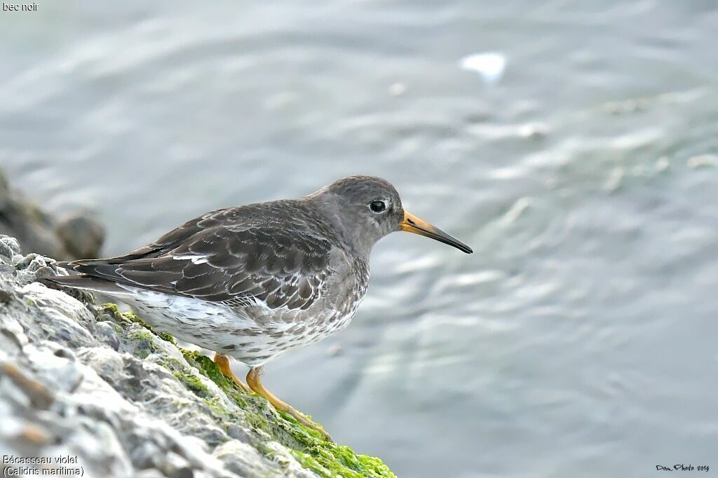 Purple Sandpiper