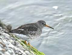 Purple Sandpiper