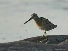 Short-billed Dowitcher