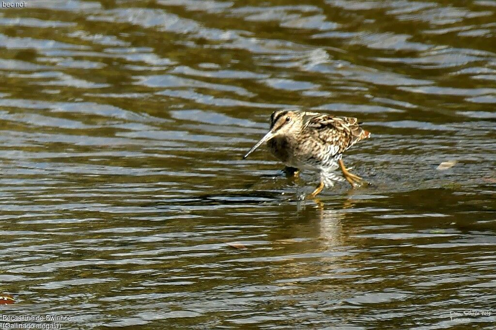 Swinhoe's Snipe