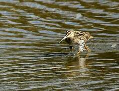 Swinhoe's Snipe