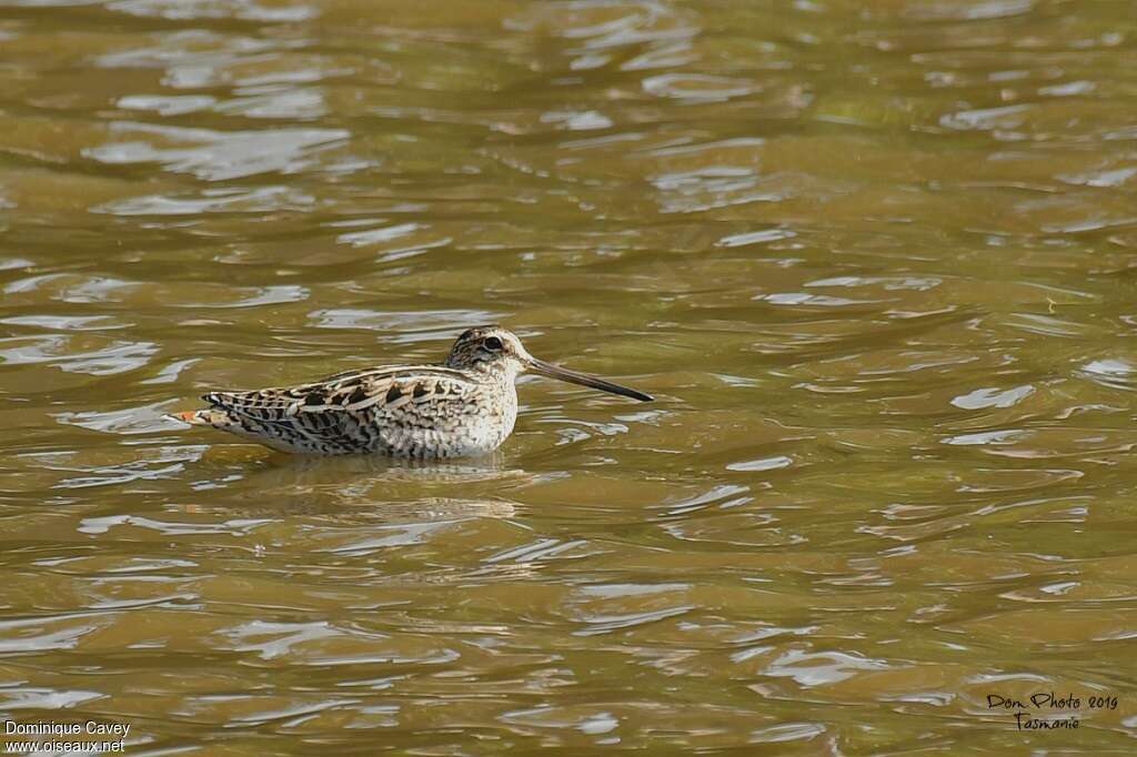 Swinhoe's Snipe, identification