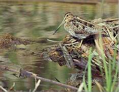 Common Snipe