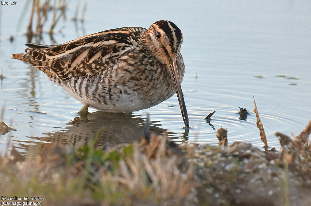 Common Snipe