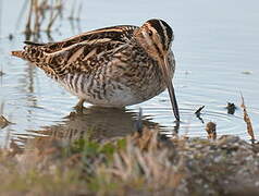 Common Snipe