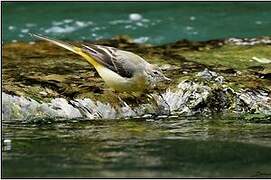 Grey Wagtail