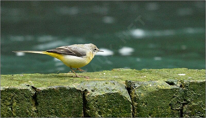 Grey Wagtail