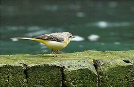 Grey Wagtail