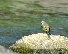 Grey Wagtail