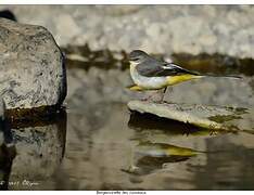 Grey Wagtail