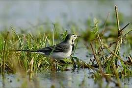 White Wagtail