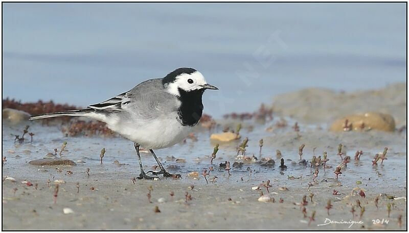 White Wagtail