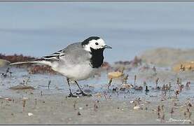 White Wagtail