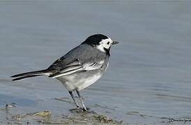 White Wagtail