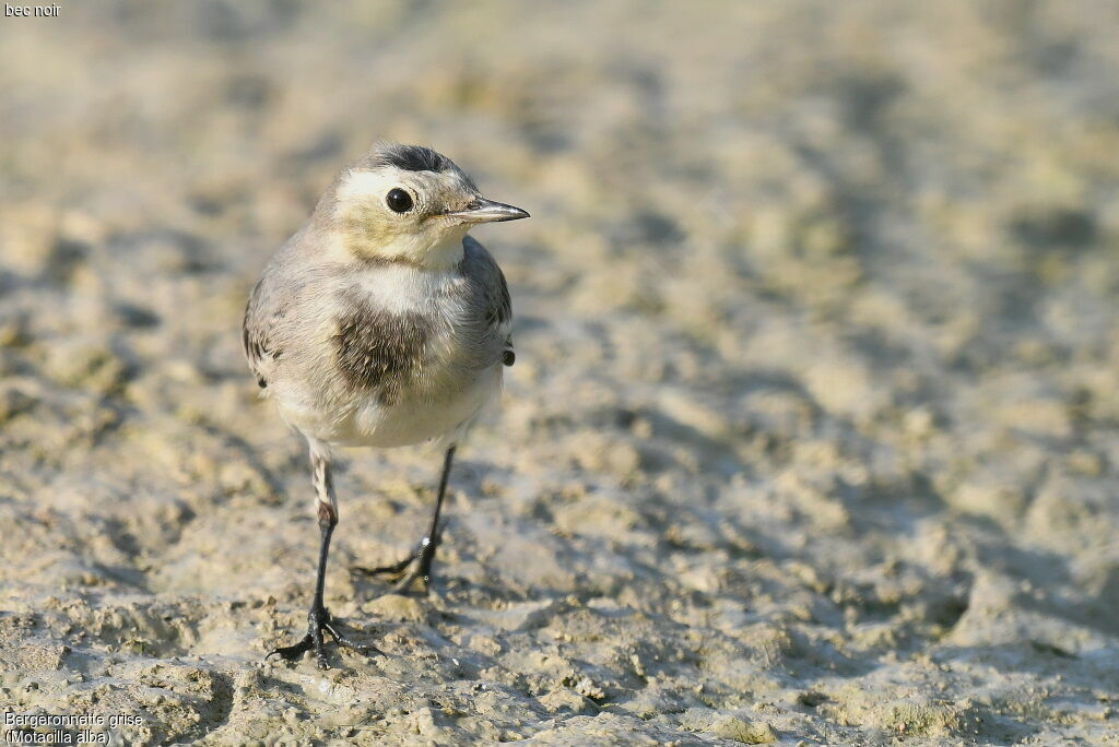 White Wagtail