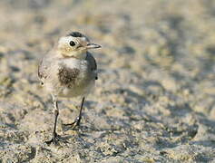 White Wagtail