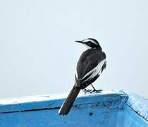 African Pied Wagtail