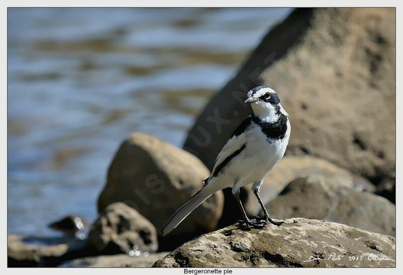 African Pied Wagtail