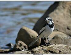 African Pied Wagtail