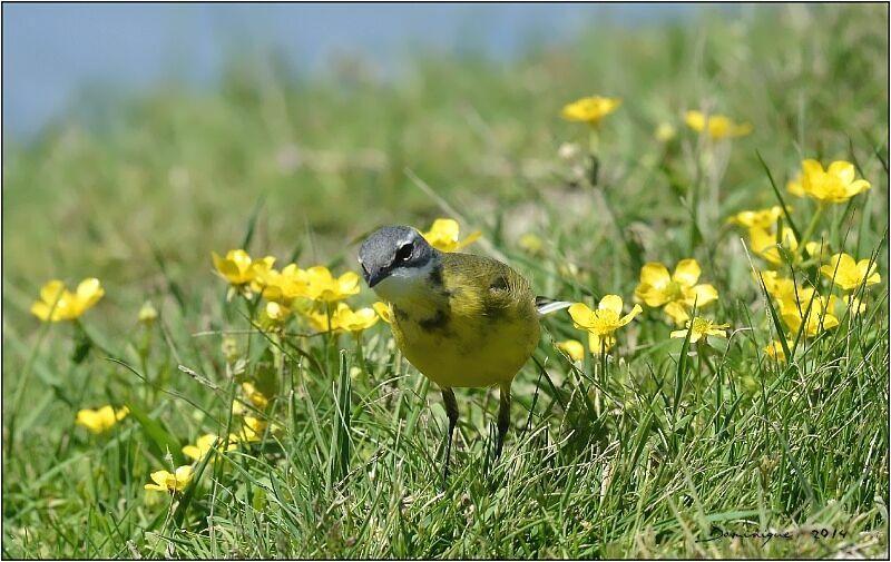 Western Yellow Wagtail