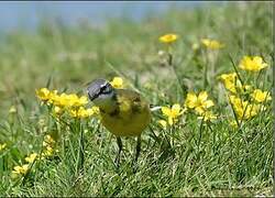 Western Yellow Wagtail