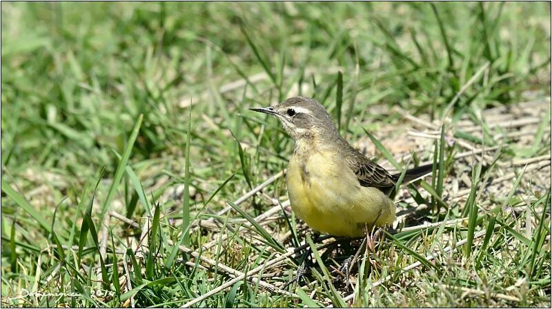 Western Yellow Wagtail