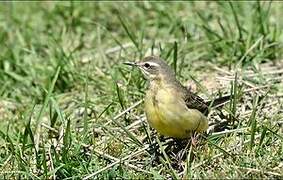 Western Yellow Wagtail