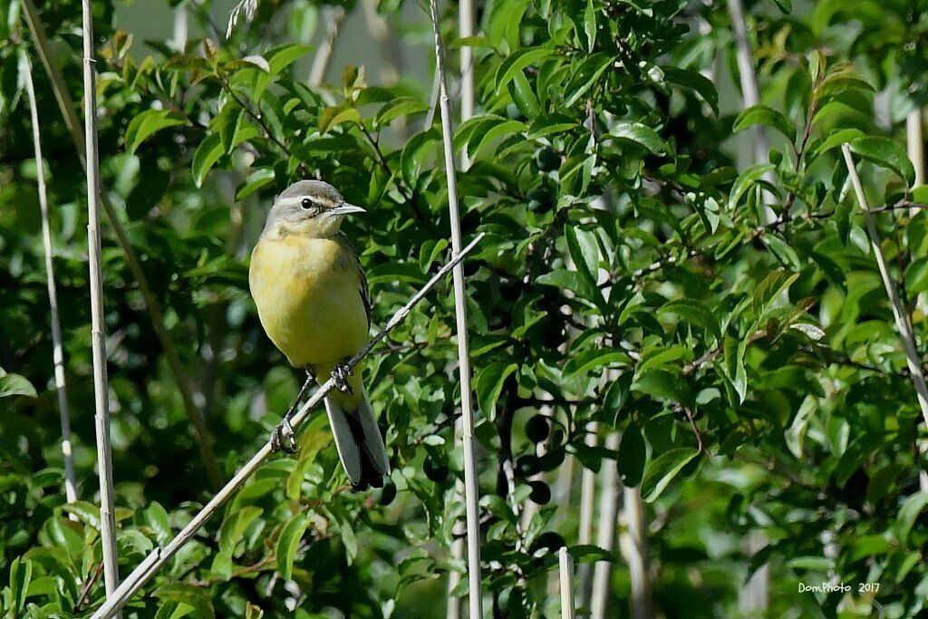 Western Yellow Wagtail