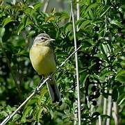 Western Yellow Wagtail