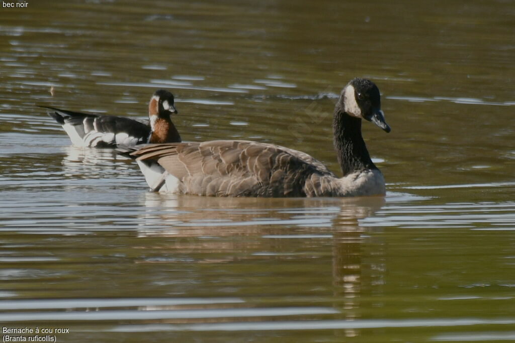 Red-breasted Goose