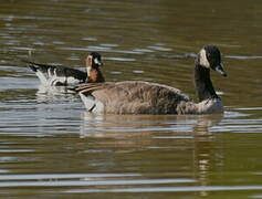 Red-breasted Goose